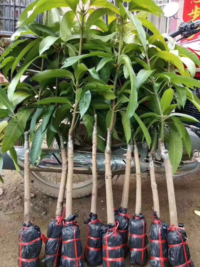 金煌芒果苗，果子大个又好吃，值得种植。还有各种品种芒果苗