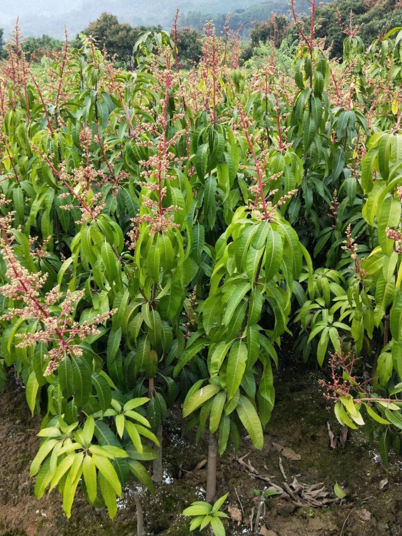 金煌芒果苗，果子大个又好吃，值得种植。还有各种品种芒果苗