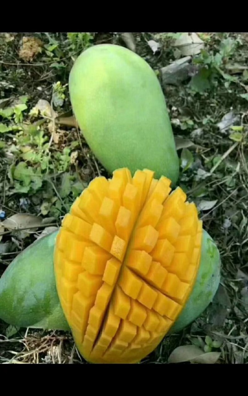 金煌芒果苗，果子大个又好吃，值得种植。还有各种品种芒果苗