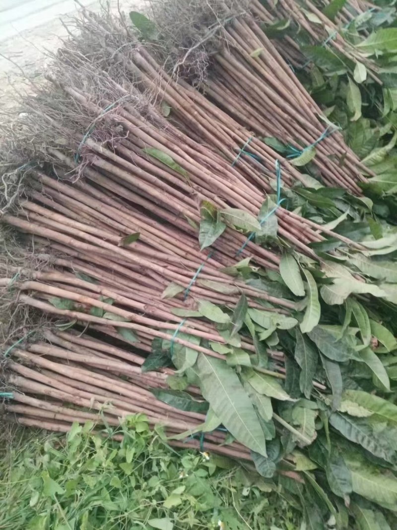 金煌芒果苗，果子大个又好吃，值得种植。还有各种品种芒果苗