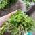 空心菜苗自产自销批发客户，大量有货，量大从优，价格便宜，