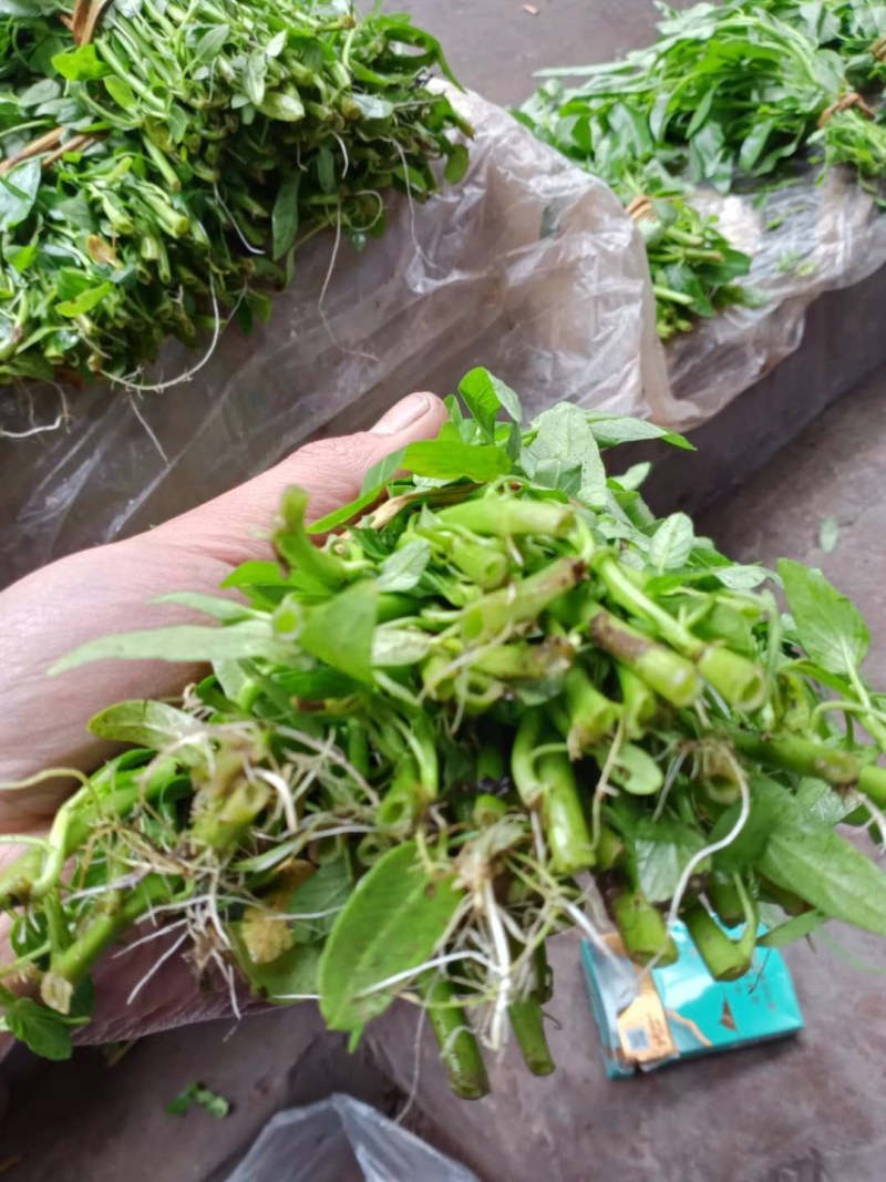 空心菜苗自产自销批发客户，大量有货，量大从优，价格便宜，