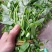 空心菜苗自产自销批发客户，大量有货，量大从优，价格便宜，