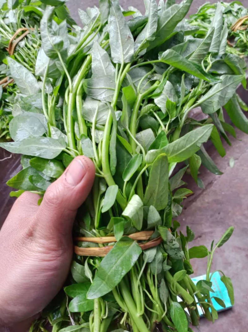 空心菜苗自产自销批发客户，大量有货，量大从优，价格便宜，