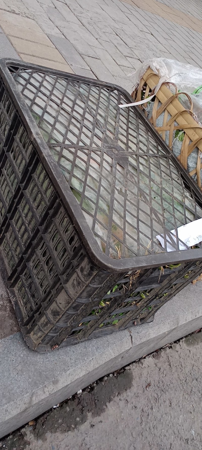 空心菜苗自产自销批发客户，大量有货，量大从优，价格便宜，