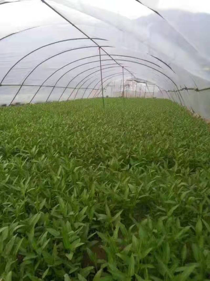 空心菜苗自产自销批发客户，大量有货，量大从优，价格便宜，