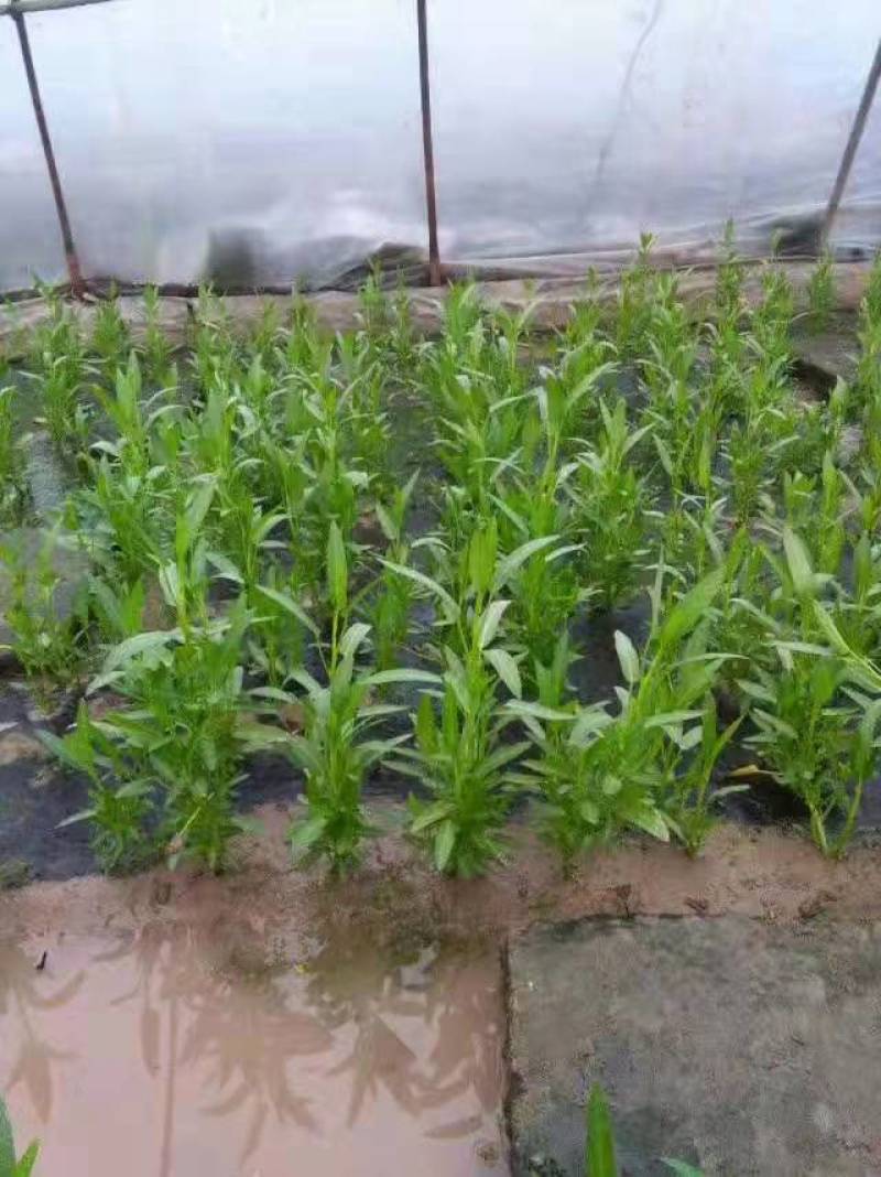 空心菜苗自产自销批发客户，大量有货，量大从优，价格便宜，