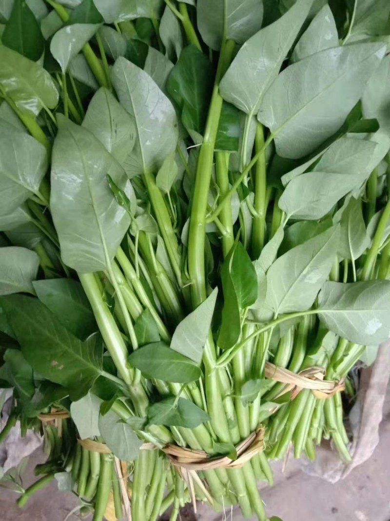 空心菜苗自产自销批发客户，大量有货，量大从优，价格便宜，