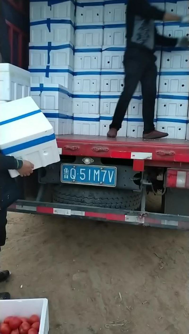 河北邯郸硬粉西红柿王红卫实力蔬菜超市电商批发商会代收