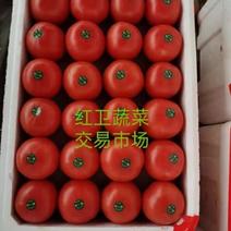 河北邯郸硬粉西红柿王红卫实力蔬菜超市电商批发商会代收
