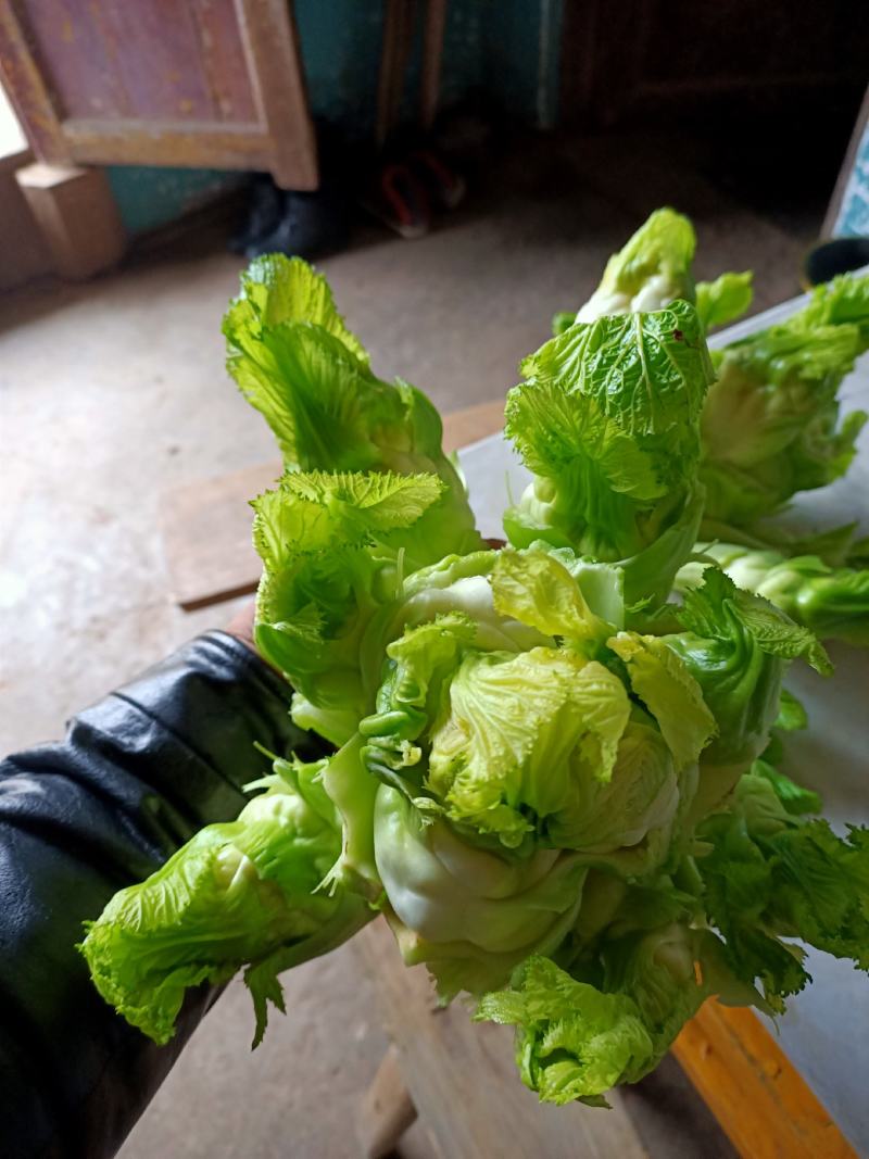 儿菜