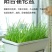 霍伦种菜盆蔬菜种植箱槽种菜长方形塑料花盆厂家特价批发零售