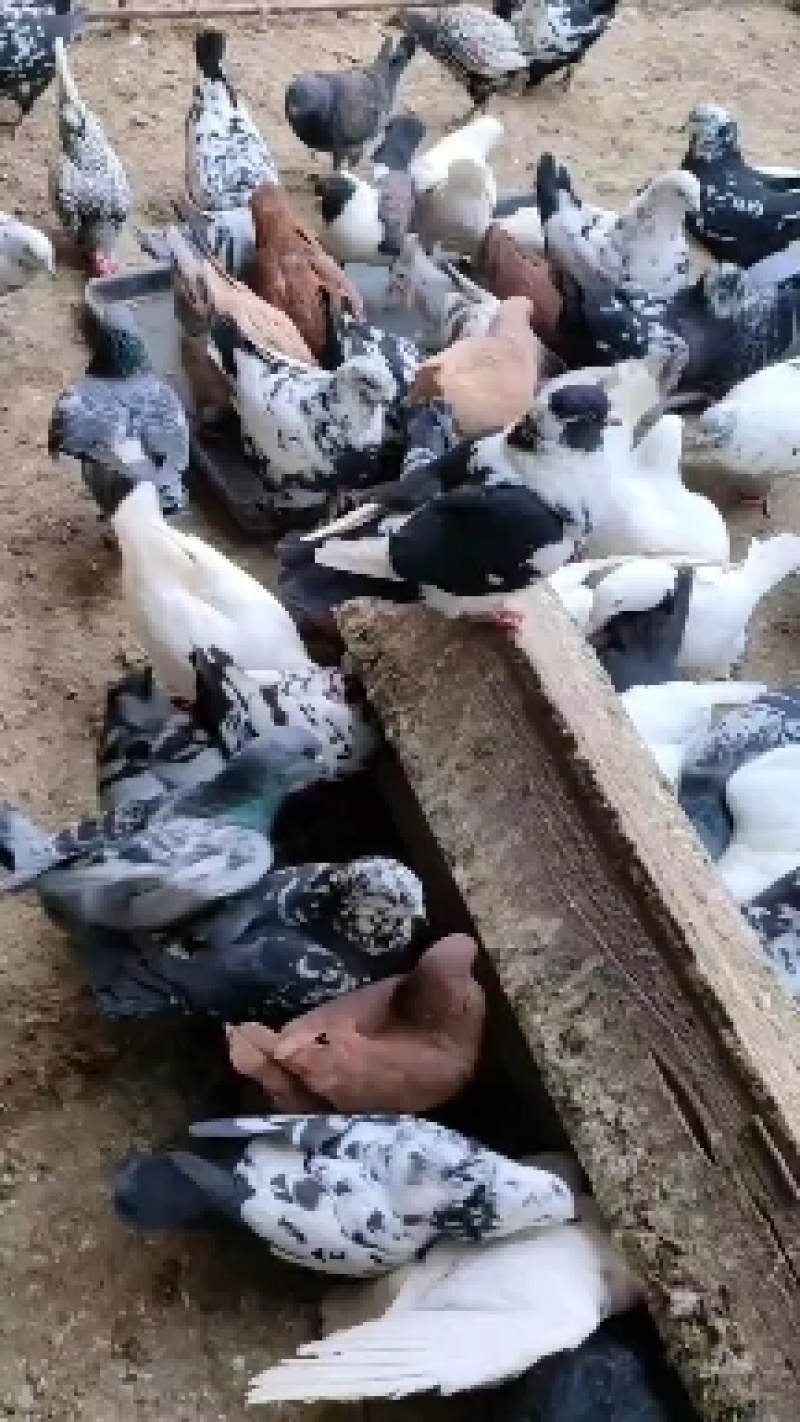不会飞的元宝鸽一月一窝一窝生俩好饲养全国发货