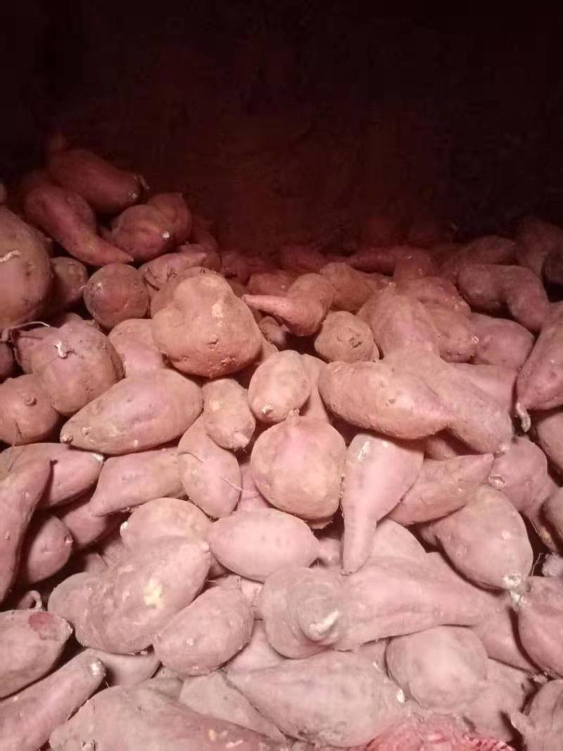 商薯19红薯，口感面甜，红皮白心，是南阳特产