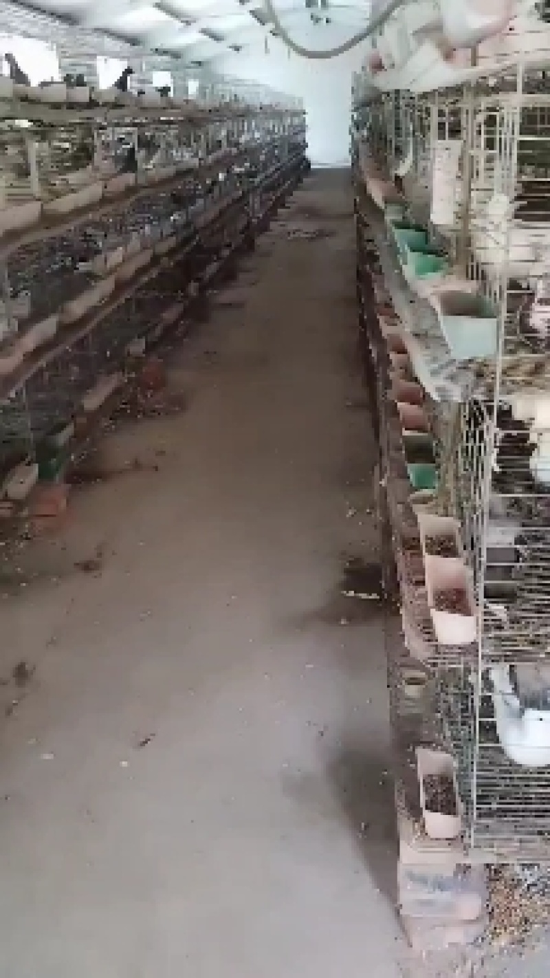 肉鸽，种鸽月月产鸽全国各地发货一对也发
