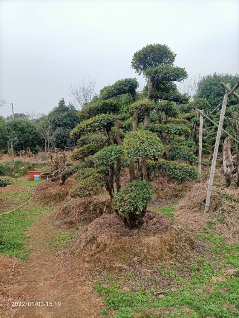 造型金钱榆树物美廉价（造型优美，层次分明）