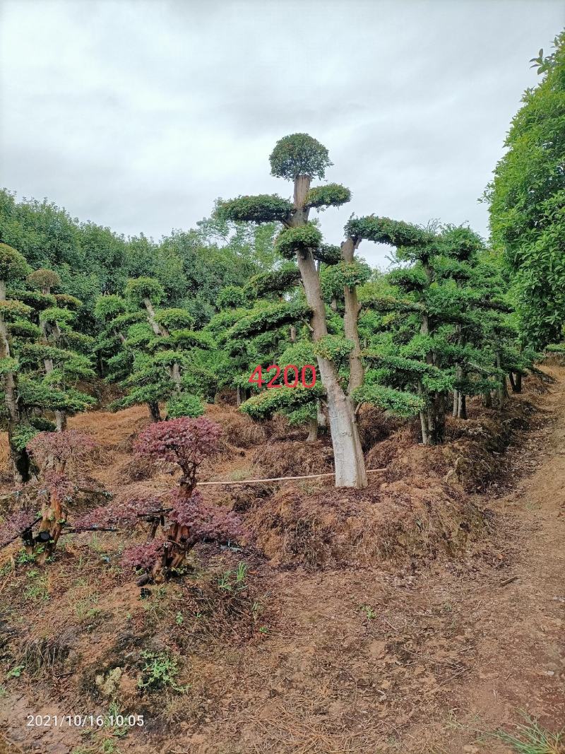 造型金钱榆树物美廉价（造型优美，层次分明）