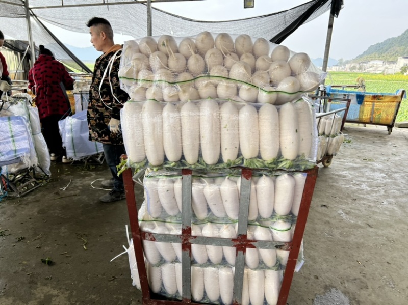 精品四川白萝卜，无虫眼，无空心，大量供应