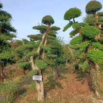 造型金钱榆树物美廉价（造型优美，层次分明）