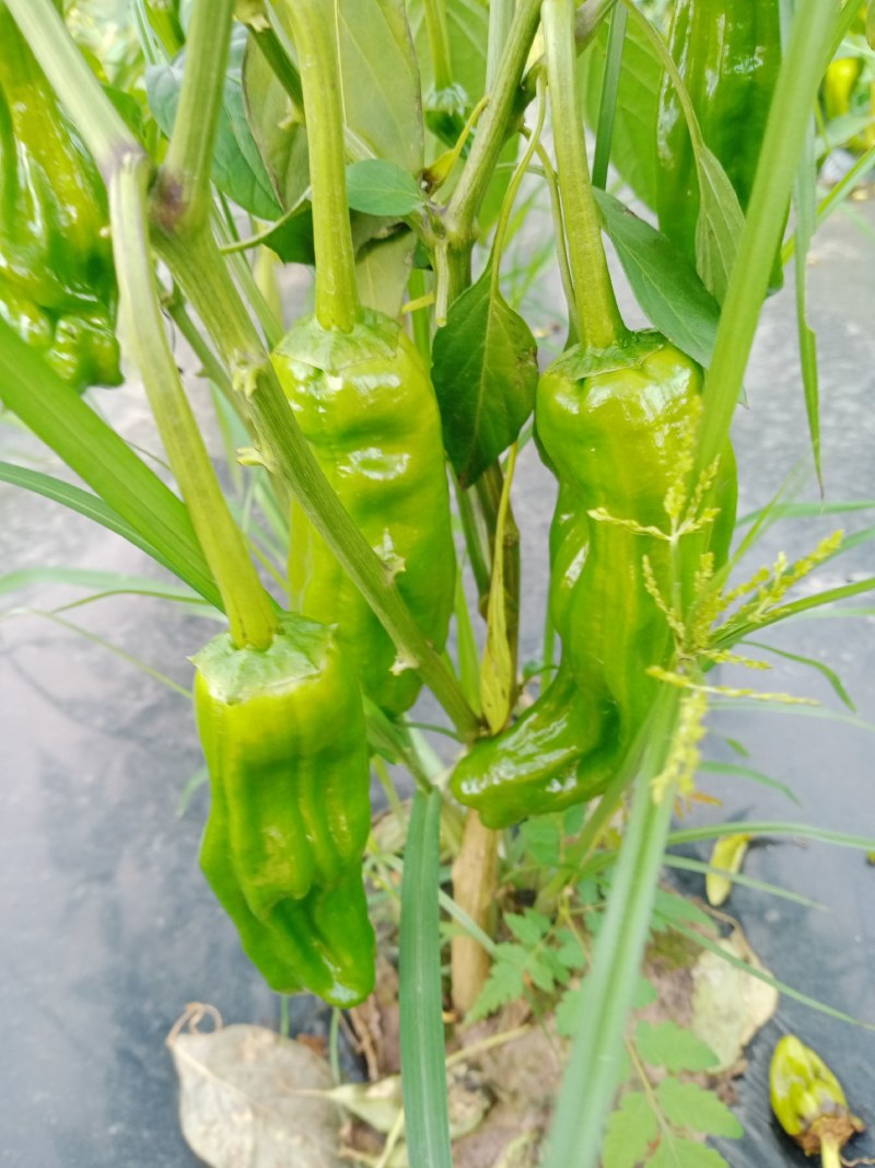 薄皮青椒苗自产自销批发客户，大量有货