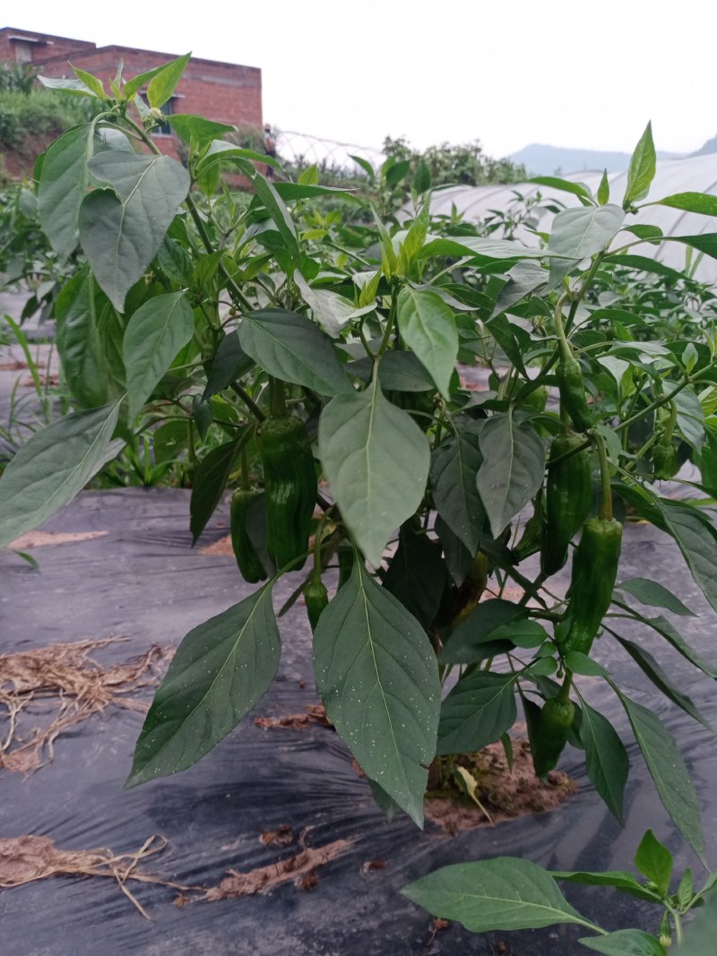 薄皮青椒苗自产自销批发客户，大量有货