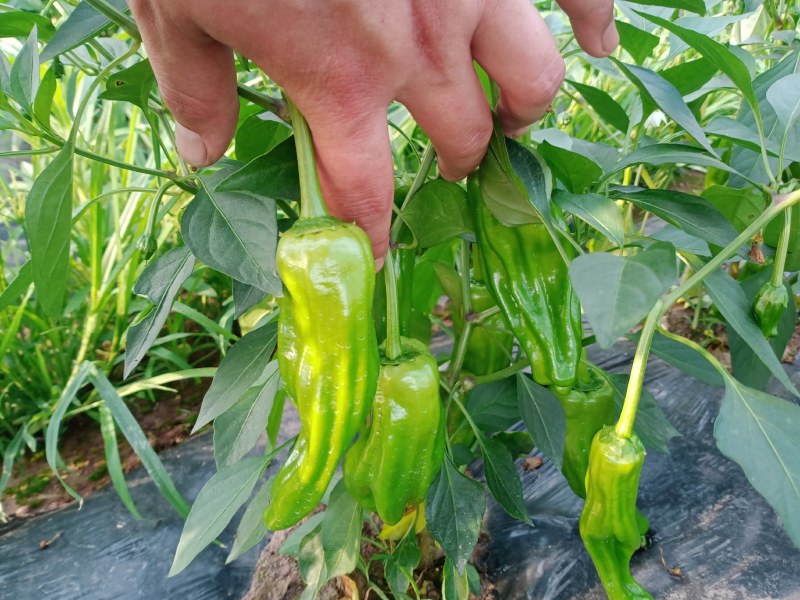 薄皮青椒苗自产自销批发客户，大量有货