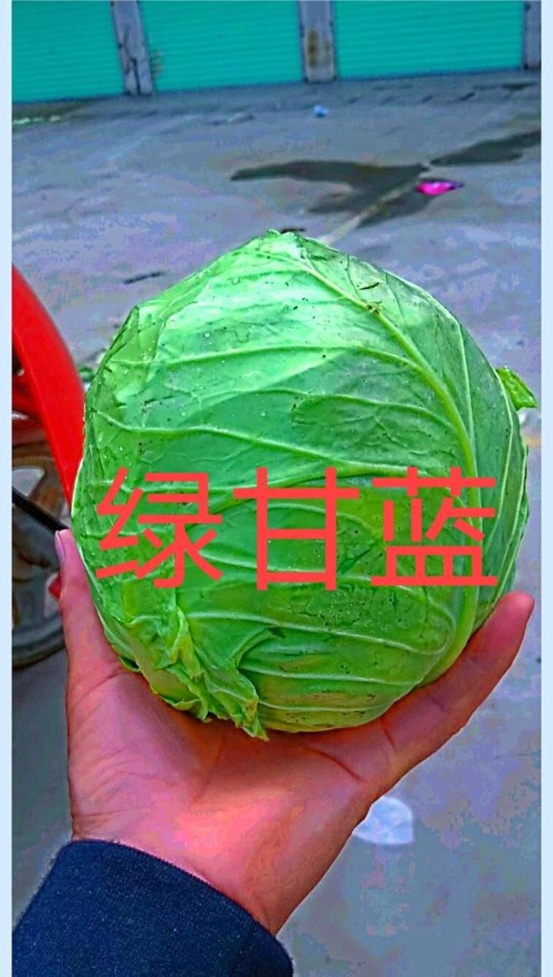 陕西汉中：绿色甘蓝：质量高颜色绿，产地直发视频看货。