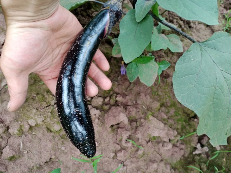 茄子苗自产自销批发客户，大量有货