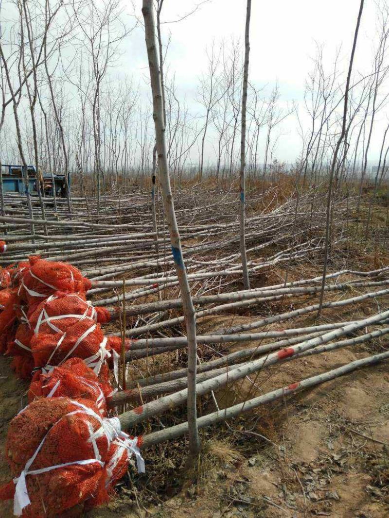 山西运城杜仲树，都是自家的，价位你说了算，现挖现发，欢迎