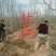 山西运城杜仲树，都是自家的，价位你说了算，现挖现发，欢迎