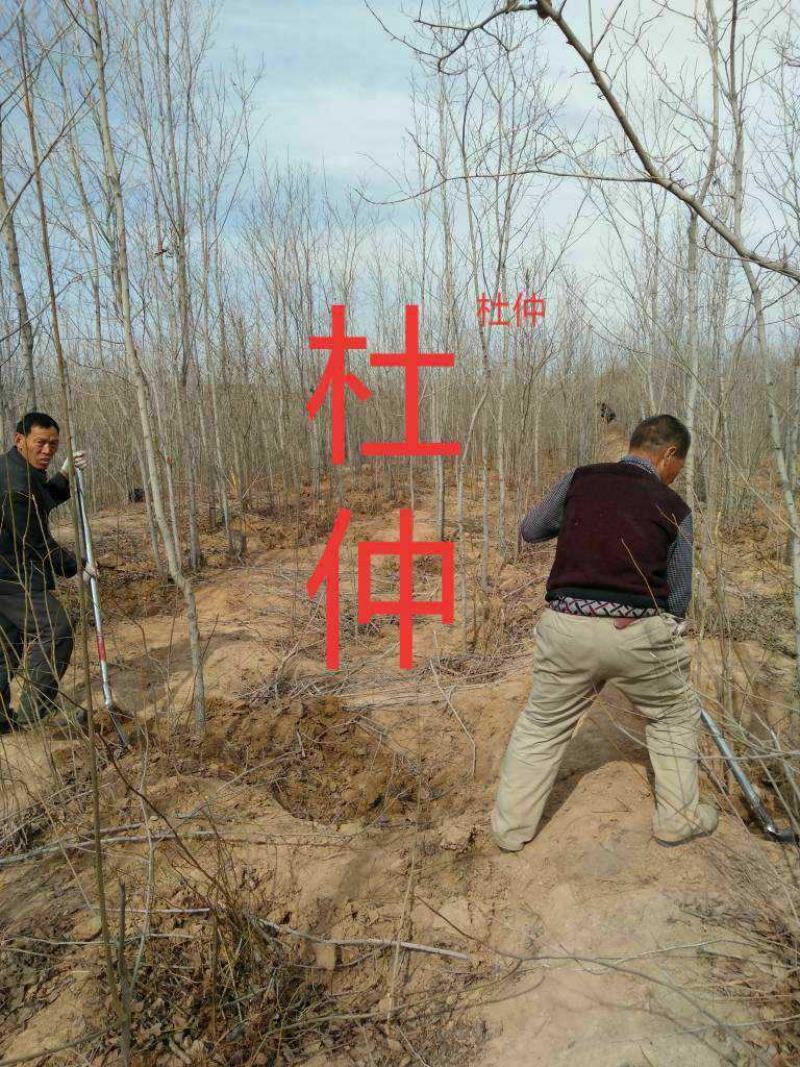 山西运城杜仲树，都是自家的，价位你说了算，现挖现发，欢迎