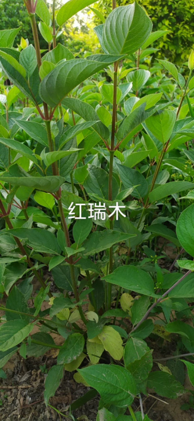 丛生红瑞木80-1.20高4个分枝，假肢苗，成活率高，