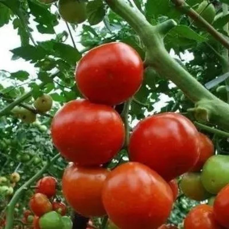 番茄苗（有限）自产自销批发客户，大量有货