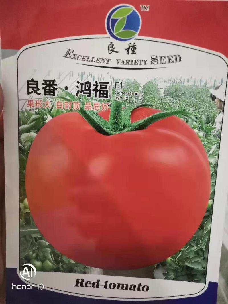 番茄苗（有限）自产自销批发客户，大量有货