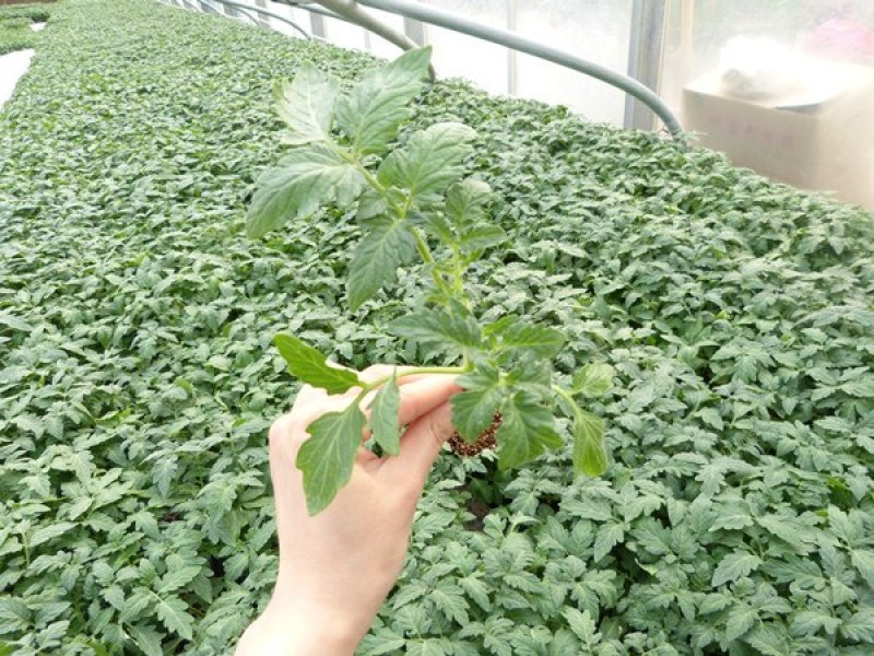 番茄苗（有限）自产自销批发客户，大量有货