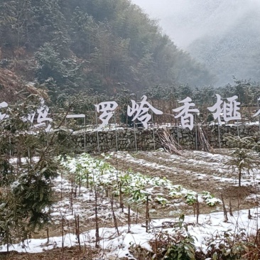 出售优质香榧树各规格嫁接苗，实生苗及香榧果子。