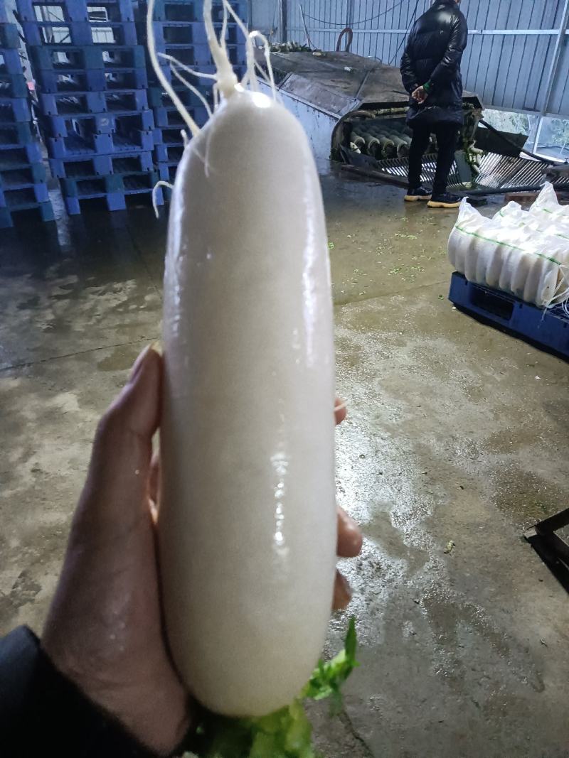 大型基地几千亩萝卜产地现货，有三排包，四排包，散装都可以