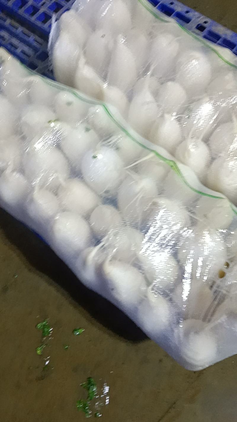 大型基地几千亩萝卜产地现货，有三排包，四排包，散装都可以