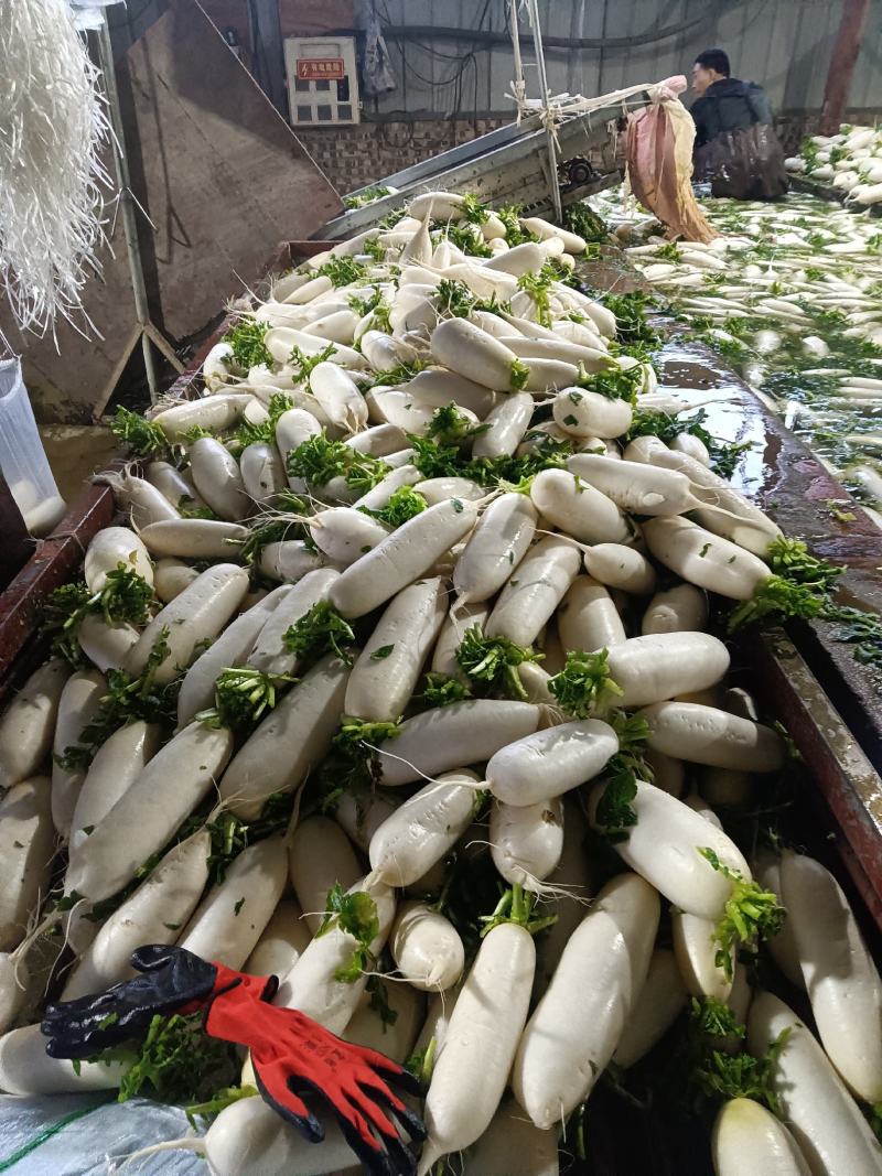 大型基地几千亩萝卜产地现货，有三排包，四排包，散装都可以