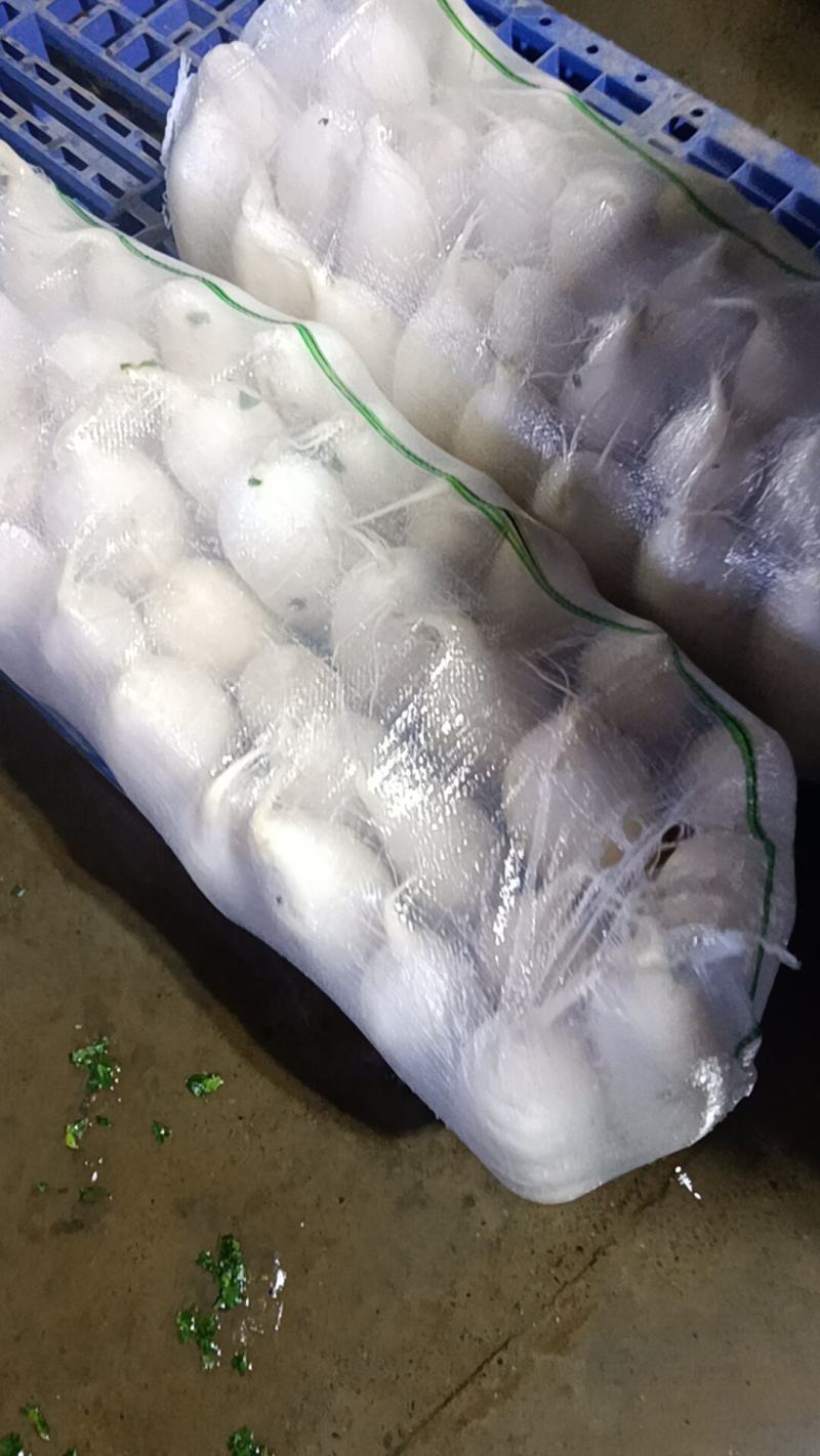 大型基地几千亩萝卜产地现货，有三排包，四排包，散装都可以