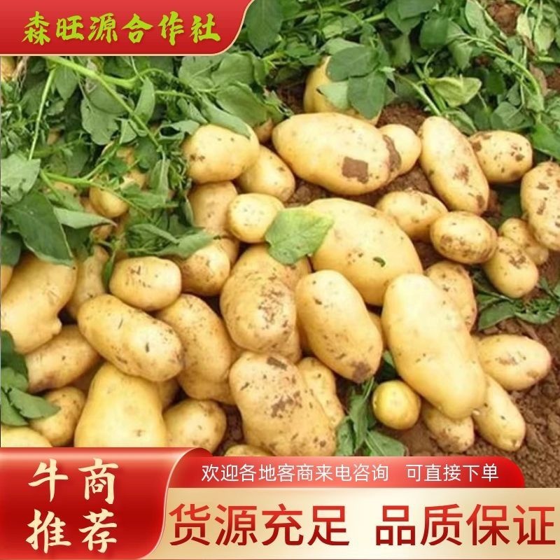 【推荐2025实力商家】定西土豆.黄心土豆、精选陇7土豆