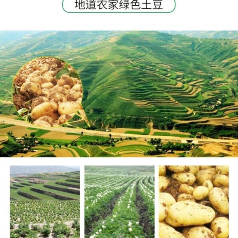 【推荐2025实力商家】定西土豆.黄心土豆、精选陇7土豆