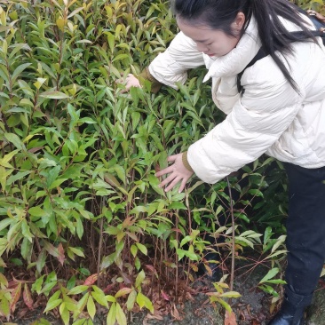 供应一年生杜英小苗,山杜英供应,江西供应各种造林苗绿化苗