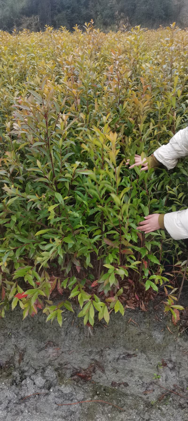 供应一年生杜英小苗，山杜英供应，江西供应各种造林苗绿化苗