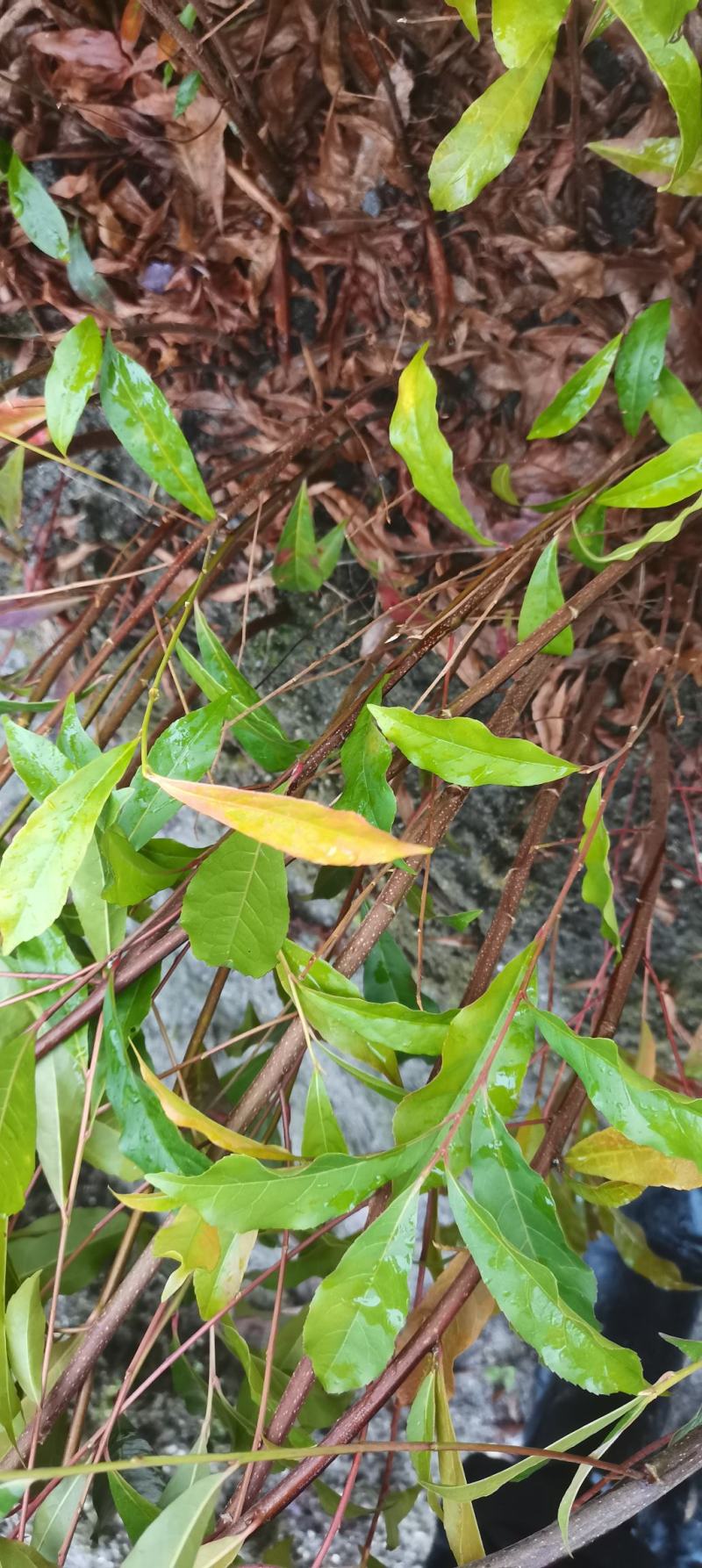 供应一年生杜英小苗，山杜英供应，江西供应各种造林苗绿化苗