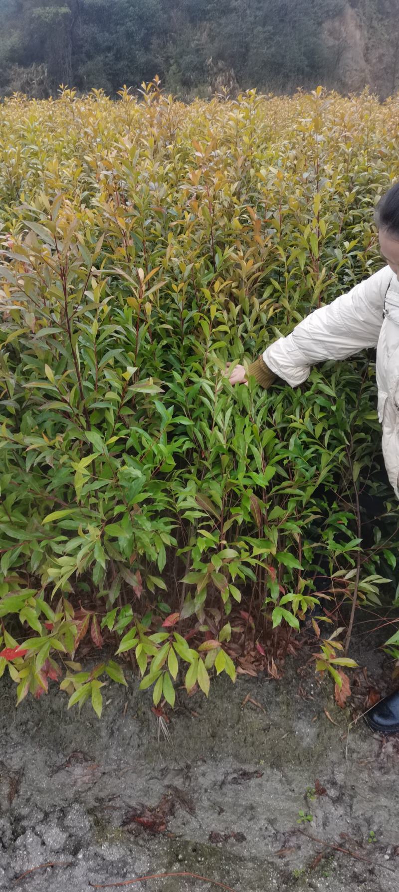 供应一年生杜英小苗，山杜英供应，江西供应各种造林苗绿化苗