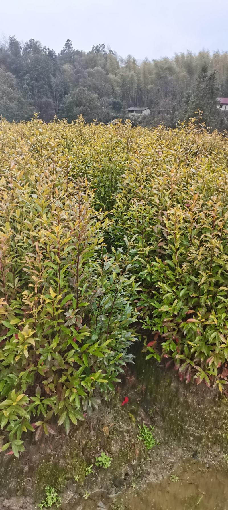 供应一年生杜英小苗，山杜英供应，江西供应各种造林苗绿化苗
