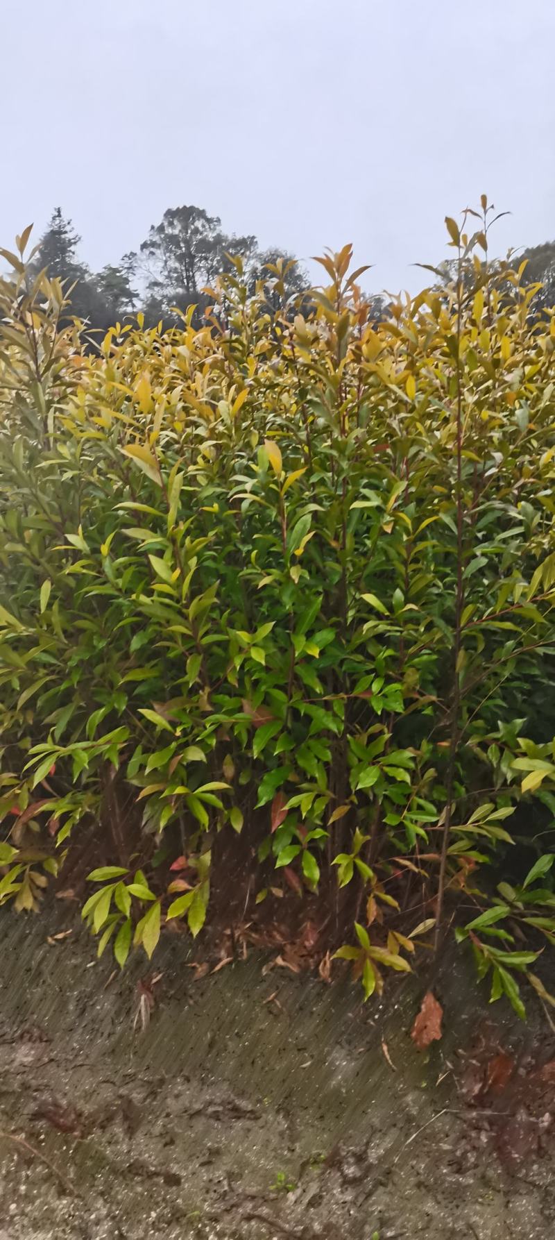 供应一年生杜英小苗，山杜英供应，江西供应各种造林苗绿化苗