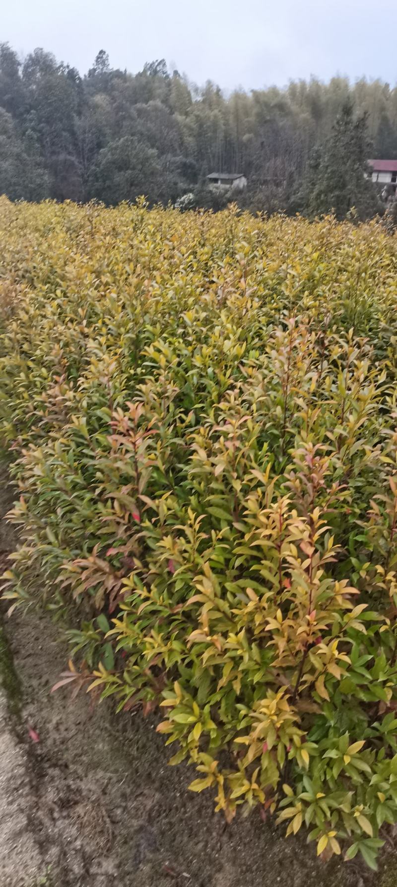 供应一年生杜英小苗，山杜英供应，江西供应各种造林苗绿化苗