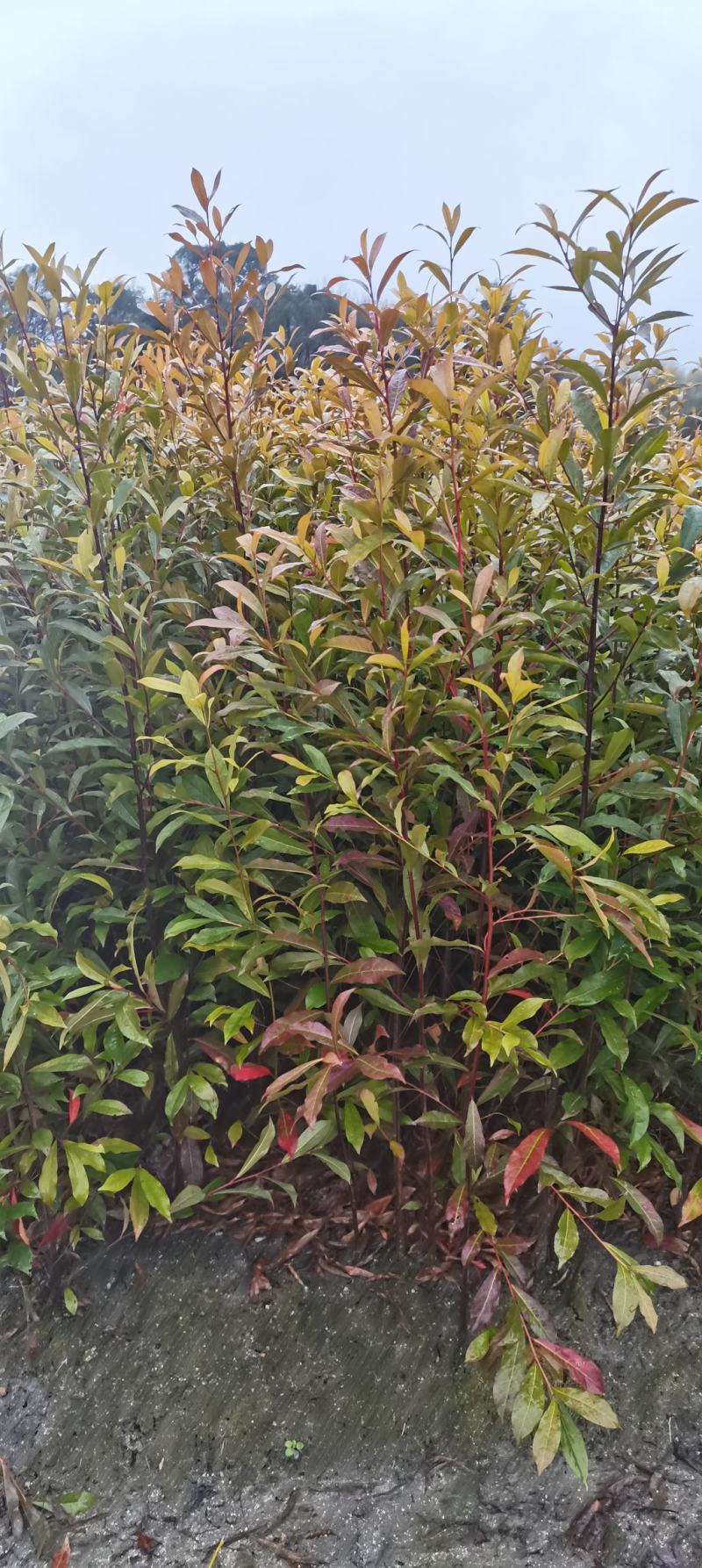 供应一年生杜英小苗，山杜英供应，江西供应各种造林苗绿化苗